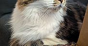 Ziggy joined the competition — help win amazing prizes! cat, tabby, green_eyes, fluffy, white_paws, couch, indoor, close_up, portrait, feline, resting, house_pet, cozy, colorful_blanket, whiskers, fur, looking_away, domestic_animal, soft_texture, relaxed