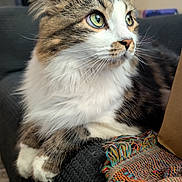 cat, tabby, green_eyes, fluffy, white_paws, couch, indoor, close_up, portrait, feline, resting, house_pet, cozy, colorful_blanket, whiskers, fur, looking_away, domestic_animal, soft_texture, relaxed