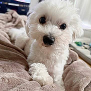 Loki is registered to the contest to win money with this photo: dog, puppy, white, fluffy, blanket, indoor, pet, cute, fur, nose, eyes, living_room, cozy, soft, curious, closeup, animal, companion, home, relaxing
