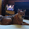 Mercy is registered to the contest to win money with this photo: dog, indoor, television, furniture, wooden_wall, couch, tail, pet, animal, room, people_on_tv, audience, man, watching_tv, relaxed, brown_dog, lying_down, collar, light, shadow