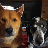 Mercy is registered to the contest to win money with this photo: dog, pet, animal, indoor, cozy, brown_dog, black_and_white_dog, two_dogs, companion, portrait, looking, close_up, face, ears, fur, bed, blanket, home, cute, friendship