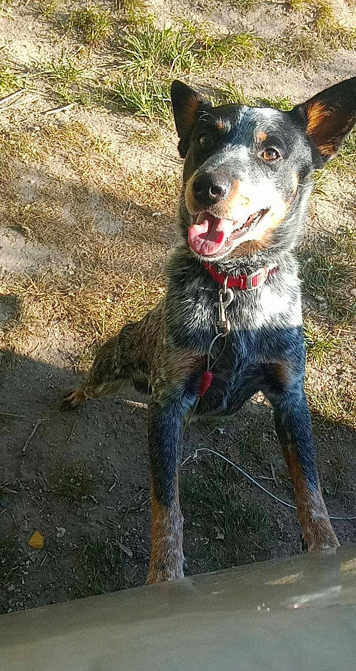 Arlo joined the competition — help win amazing prizes! carnivore, collar, companion_dog, dog, dog_breed, dog_collar, herding_dog, hunting_dog, plant, recreation, snout, soil, sporting_group, whiskers, working_animal, working_dog