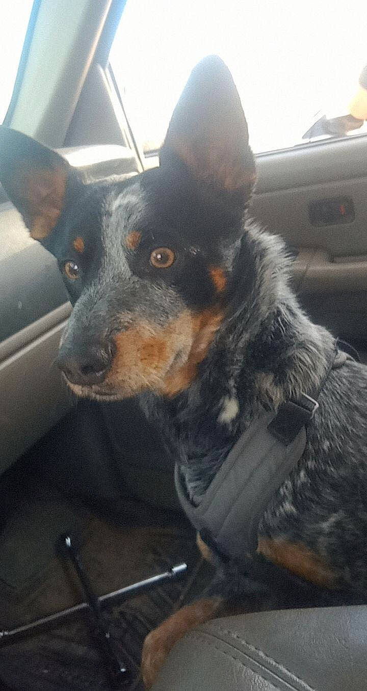 Arlo is registered to the contest to win money with this photo: canidae, carnivore, collar, companion_dog, dog, dog_breed, ear, fur, guard_dog, herding_dog, paw, snout, sporting_group, texas_heeler, vehicle, vehicle_door, whiskers, windshield, working_animal, working_dog