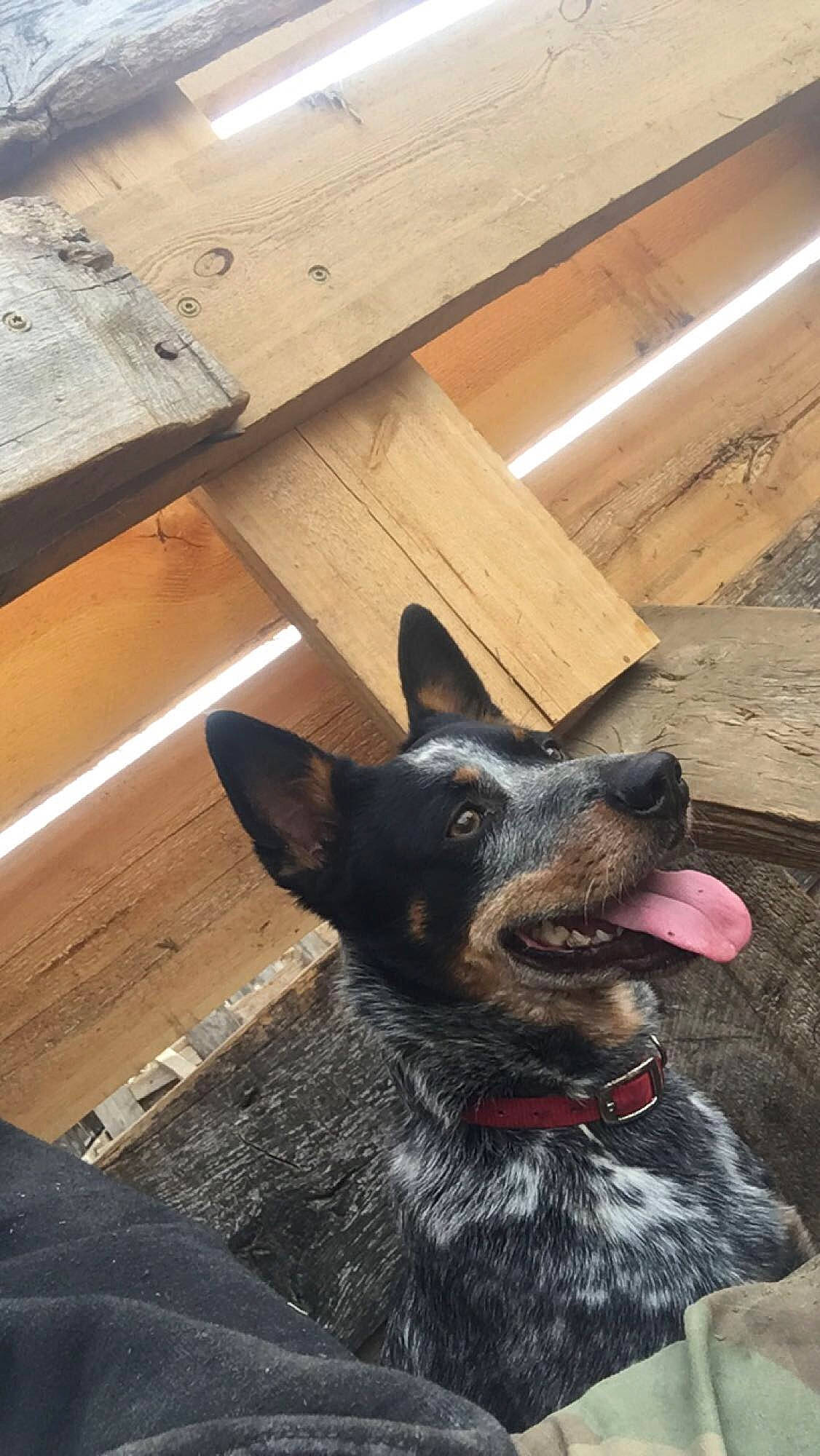 Arlo is registered to the contest to win money with this photo: canidae, carnivore, companion_dog, dog, dog_breed, ear, flooring, fur, hardwood, herding_dog, jaw, lumber, plank, plywood, snout, sporting_group, whiskers, wood, wood_stain, working_animal