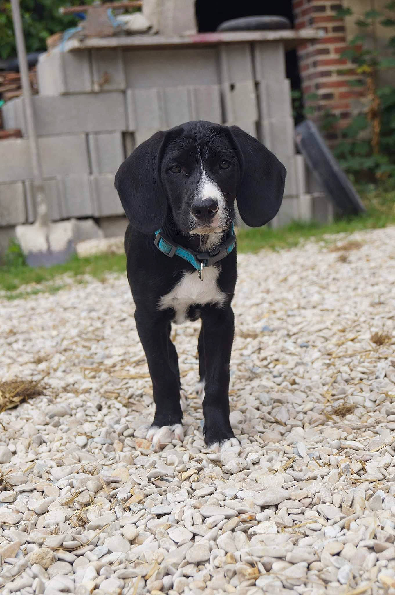 Snow a rejoint le concours — aidez-le/la à gagner de superbes lots ! borador, canidae, carnivore, collar, companion_dog, dog, dog_breed, dog_supply, grass, gun_dog, plant, road_surface, snout, soil, sporting_group, tail, terrestrial_animal, tree, whiskers, working_animal