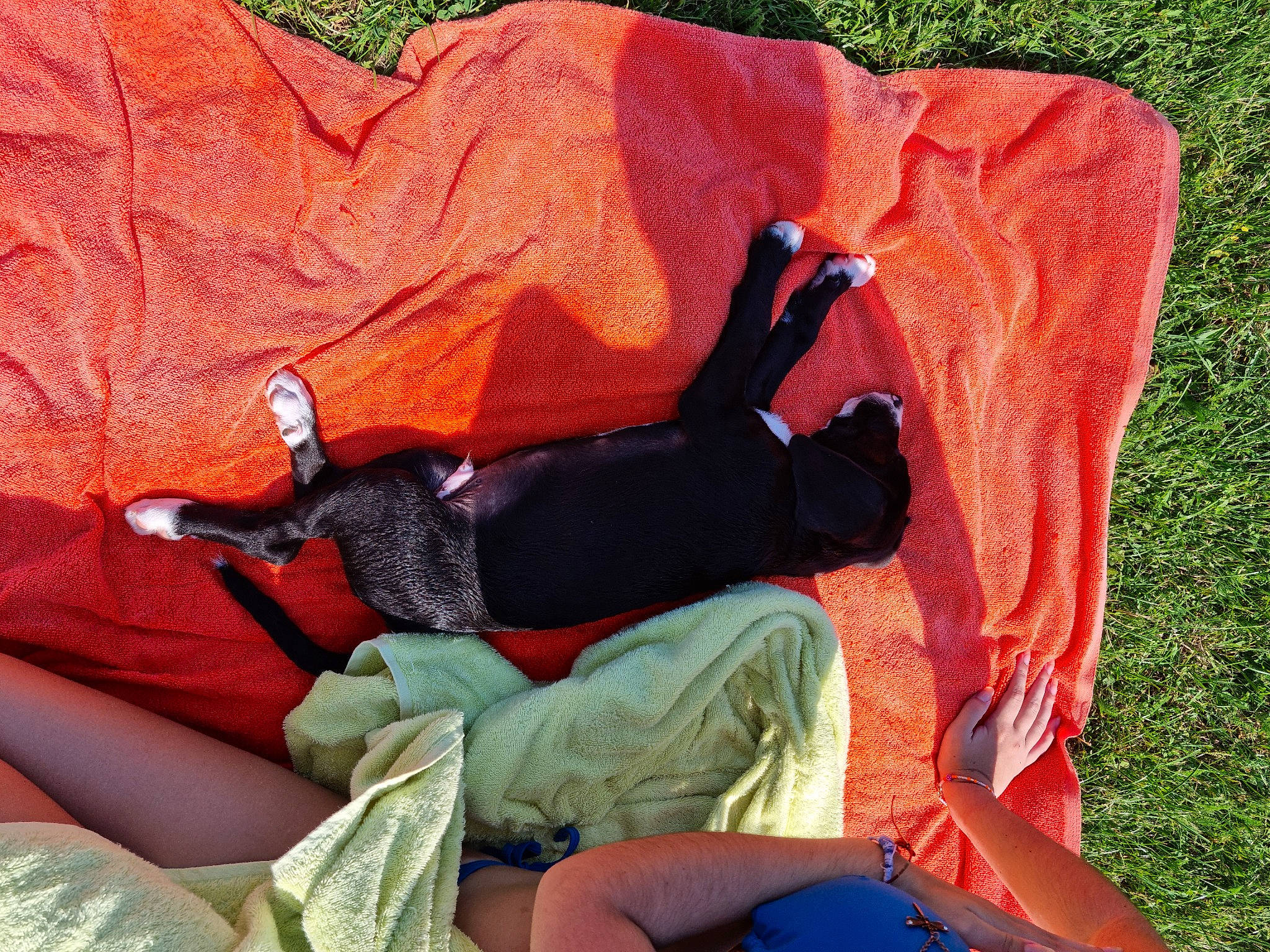 Snow a rejoint le concours — aidez-le/la à gagner de superbes lots ! bag, carmine, comfort, fun, grass, human_leg, knee, lap, leisure, luggage_and_bags, orange, pattern, personal_protective_equipment, recreation, red, shorts, sitting, thigh, tints_and_shades, tree