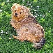 Daisy participe au concours pour gagner de l'argent avec cette photo : animal, cute, daisies, daytime, dog, fluffy, fur, garden, grass, greenery, nature, outdoor, pet, portrait, relaxed, resting, small_dog, summer, sunlight, tail