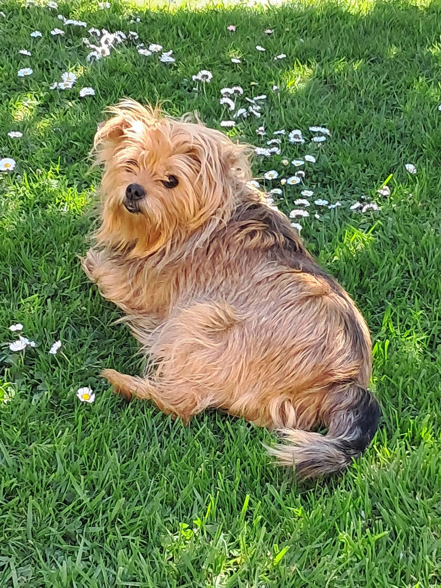 Daisy