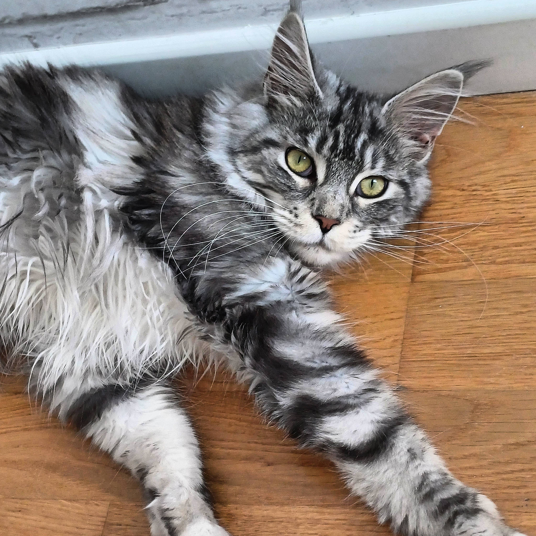 Utopia participe au concours pour gagner de l'argent avec cette photo : carnivore, cat, claw, domestic_short_haired_cat, felidae, flooring, foot, fur, hardwood, paw, sitting, small_to_medium_sized_cats, snout, tail, terrestrial_animal, whiskers, wood