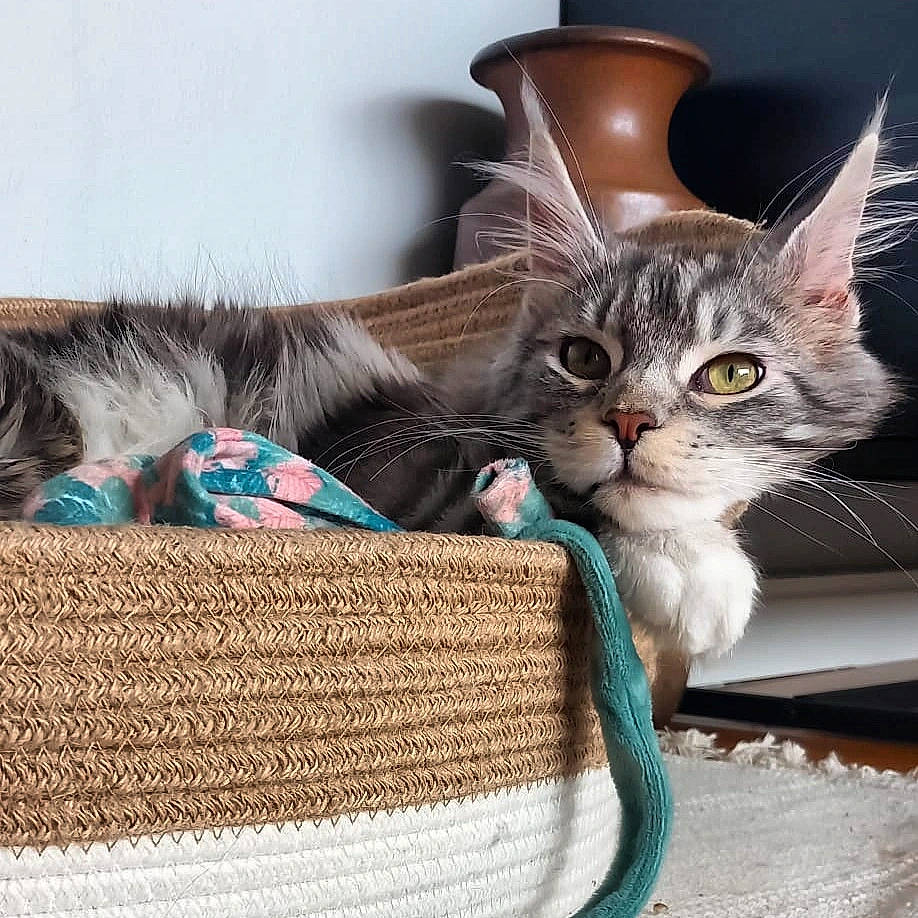 Utopia a rejoint le concours — aidez-le/la à gagner de superbes lots ! basket, carnivore, cat, cat_bed, cat_supply, claw, comfort, domestic_short_haired_cat, fashion_accessory, fawn, felidae, fur, paw, pet_supply, photo_caption, small_to_medium_sized_cats, tail, thread, whiskers, wicker