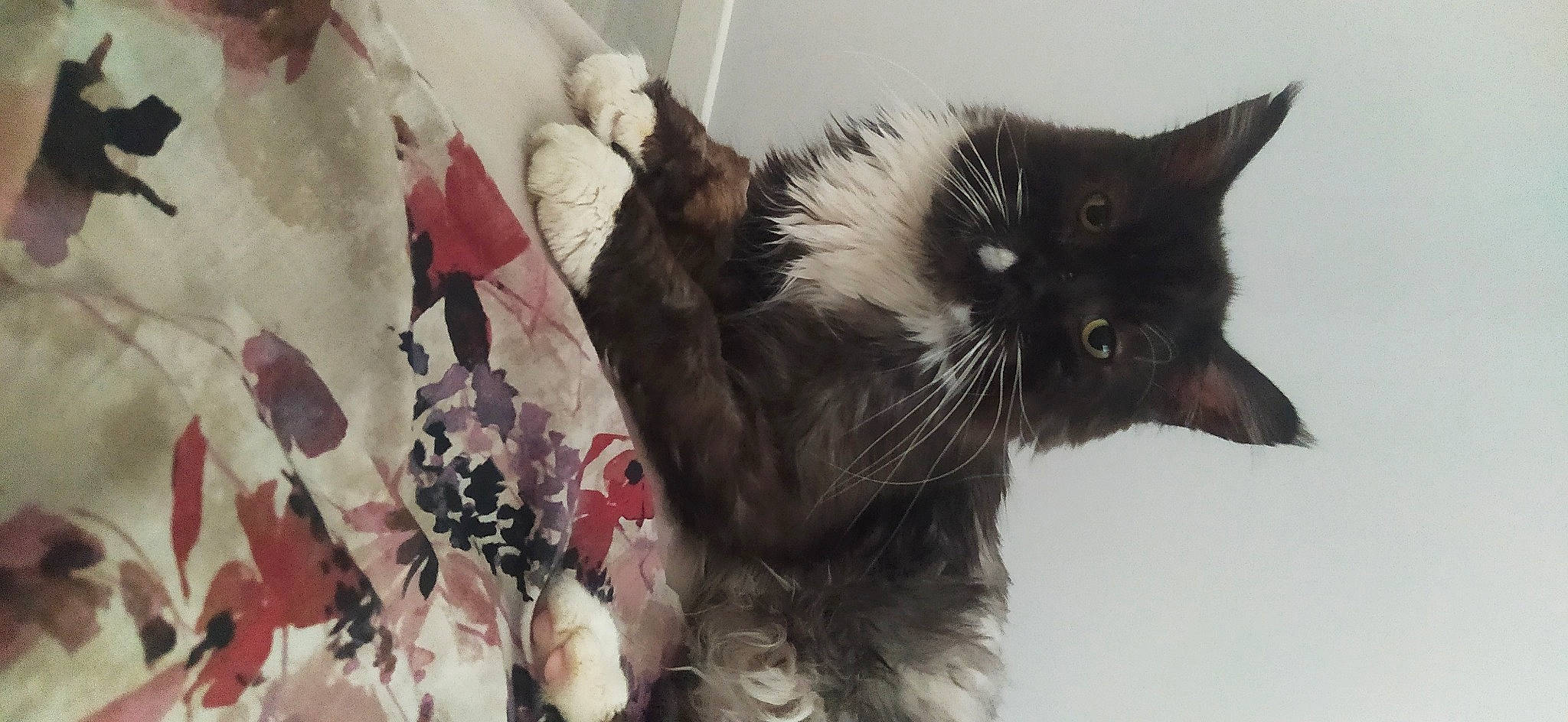 Smoke a rejoint le concours — aidez-le/la à gagner de superbes lots ! carnivore, cat, claw, domestic_short_haired_cat, felidae, fur, linens, monochrome_photography, pattern, paw, plant, small_to_medium_sized_cats, snout, tail, whiskers, window