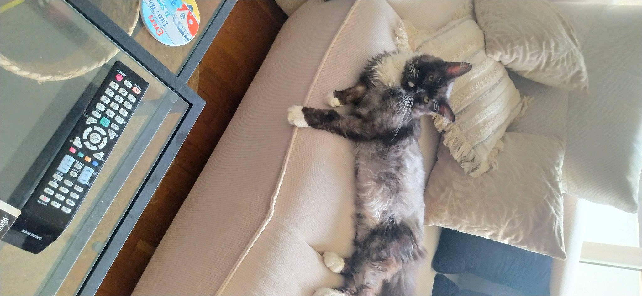 Smoke participe au concours pour gagner de l'argent avec cette photo : canidae, carnivore, cat, cat_bed, comfort, companion_dog, couch, dog_breed, fawn, felidae, fur, living_room, nap, paw, room, small_to_medium_sized_cats, sporting_group, tail, vehicle, whiskers