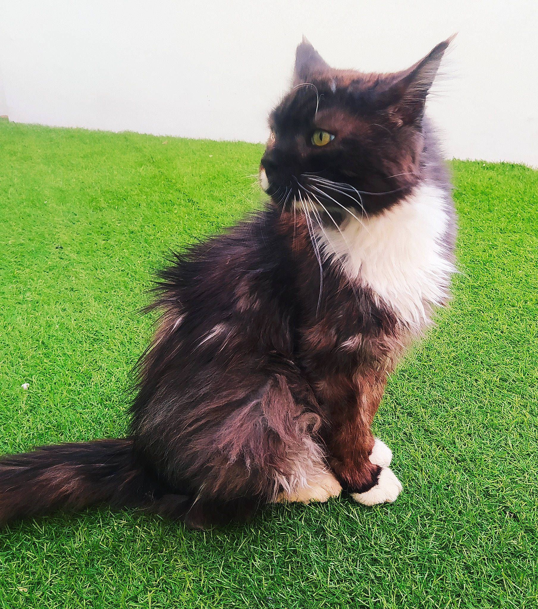 Smoke a rejoint le concours — aidez-le/la à gagner de superbes lots ! black_cat, carnivore, cat, claw, felidae, foot, fur, grass, grassland, groundcover, paw, plant, shadow, sitting, small_to_medium_sized_cats, snout, tail, terrestrial_animal, whiskers