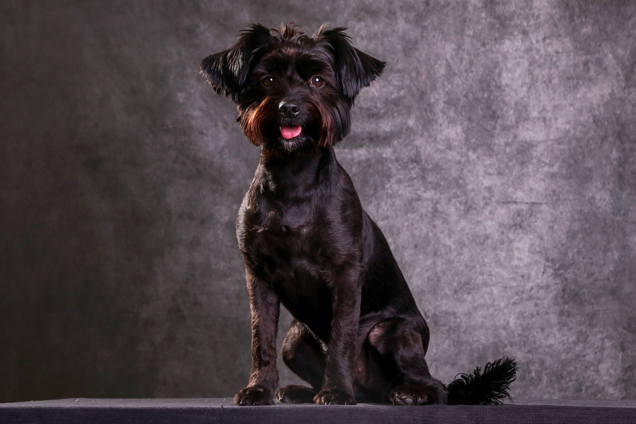 Queen participe au concours pour gagner de l'argent avec cette photo : art, borador, canidae, carnivore, companion_dog, darkness, dog, dog_breed, fawn, fur, griffon_bruxellois, gun_dog, liver, non_sporting_group, snout, sporting_group, terrestrial_animal, toy_dog, working_animal, working_dog