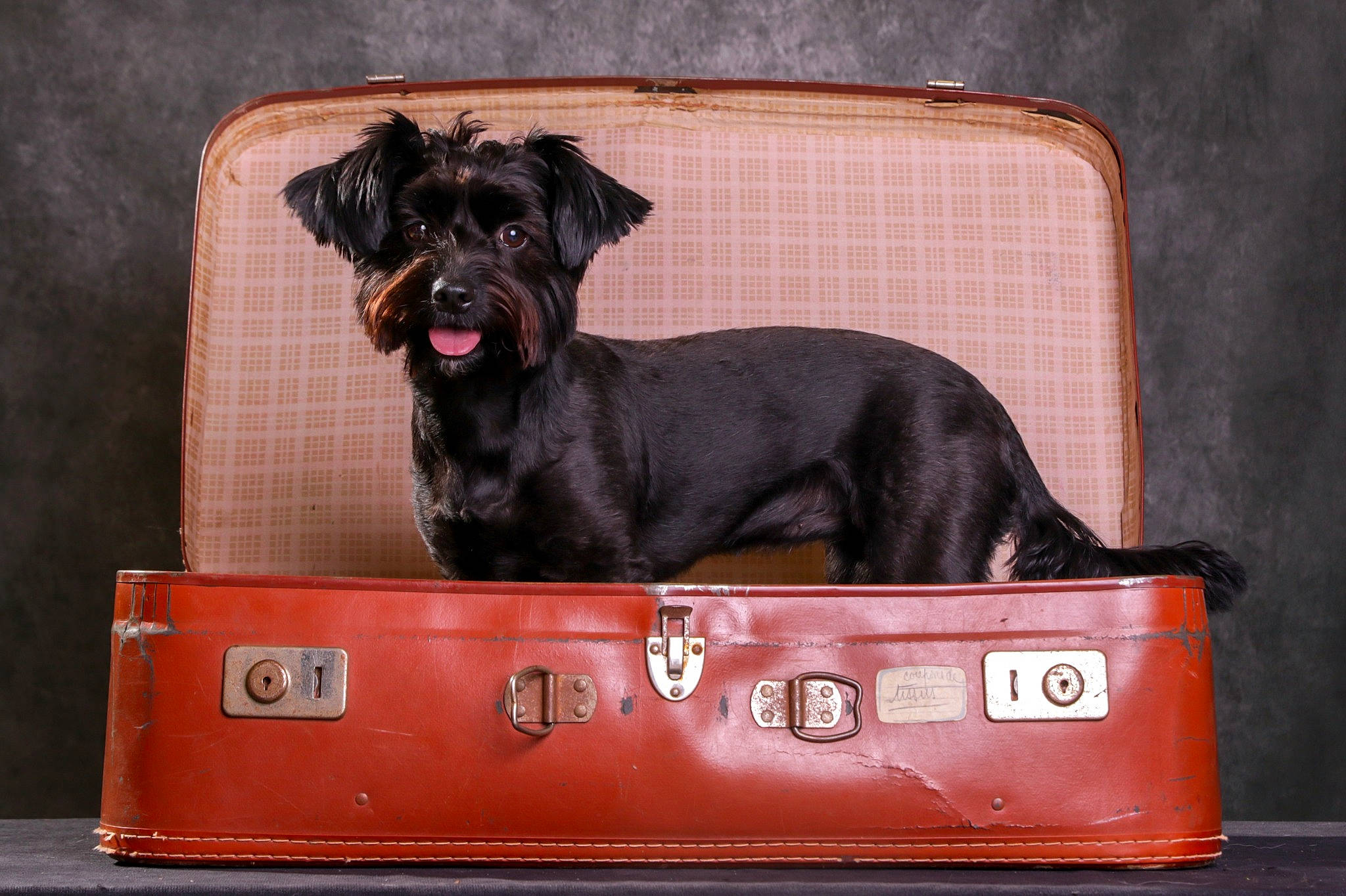 Queen participe au concours pour gagner de l'argent avec cette photo : box, canidae, carnivore, collar, companion_dog, dog, dog_breed, dog_collar, dog_supply, fawn, guard_dog, liver, luggage_and_bags, pet_supply, rectangle, snout, sporting_group, truck, working_animal, working_dog