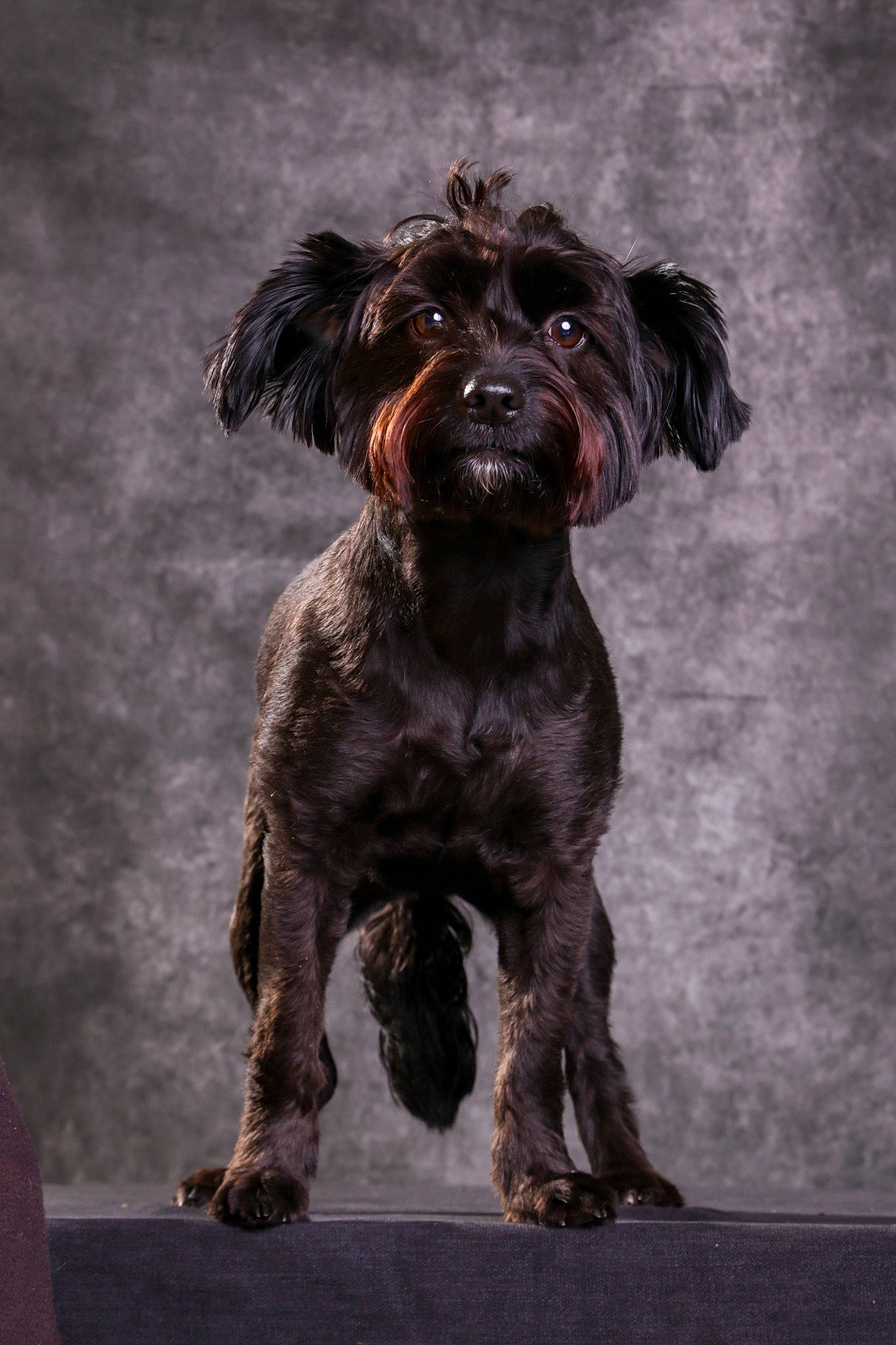 Queen a rejoint le concours — aidez-le/la à gagner de superbes lots ! art, canidae, carnivore, companion_dog, dobermann, dog, dog_breed, fictional_character, fur, hunting_dog, liver, non_sporting_group, painting, snout, sporting_group, tail, terrier, toy_dog, water_dog, working_animal