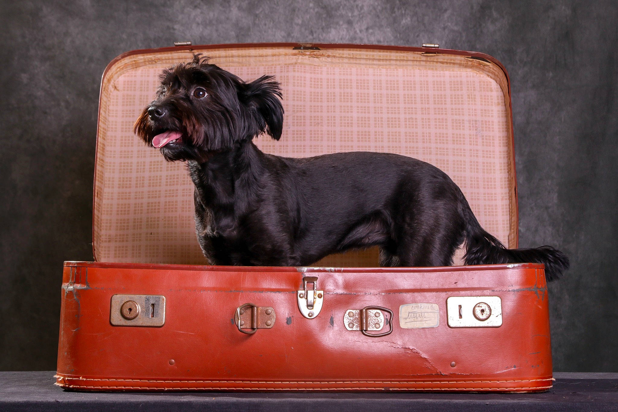 Queen a rejoint le concours — aidez-le/la à gagner de superbes lots ! canidae, carnivore, collar, companion_dog, dog, dog_breed, dog_collar, dog_supply, fawn, liver, metal, non_sporting_group, pet_supply, rectangle, snout, sporting_group, working_animal, working_dog