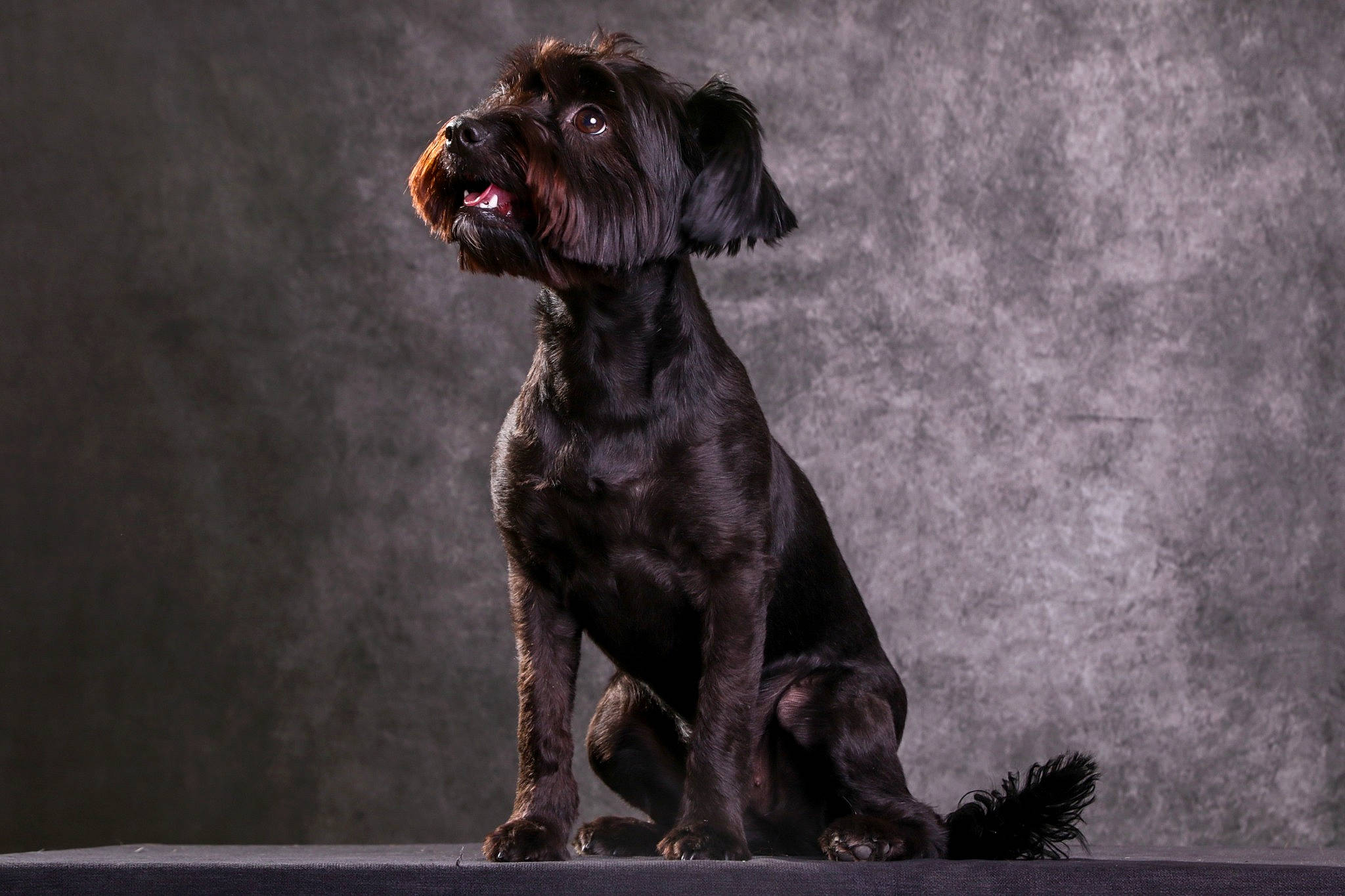 Queen participe au concours pour gagner de l'argent avec cette photo : ancient_dog_breeds, art, borador, canidae, carnivore, companion_dog, darkness, dog, dog_breed, dog_collar, fawn, fur, gun_dog, hunting_dog, liver, snout, sporting_group, terrestrial_animal, working_animal, working_dog