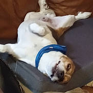 Bandit joined the competition — help win amazing prizes! dog, lying_down, collar, couch, indoor, pet, relaxed, white_fur, brown_fur, animal, canine, comfort, upside_down, resting, furniture, domestic_animal, sleepy, cute, companion, fluffy