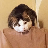 Spirit joined the competition — help win amazing prizes! cat, indoor, furniture, pet, animal, curious, beige, wall, whiskers, ears, face, looking, domestic, cute, feline, fur, tabby, white, brown, sitting