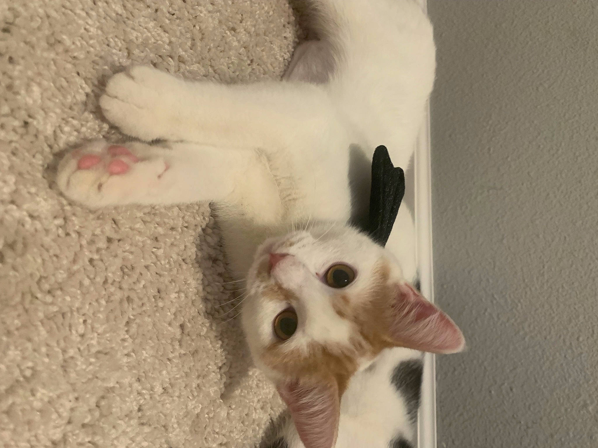 Peaches is registered to the contest to win money with this photo: canidae, carnivore, cat, claw, comfort, companion_dog, dog_breed, ear, fawn, felidae, fur, gesture, paw, photo_caption, small_to_medium_sized_cats, snout, sporting_group, tail, terrestrial_animal, whiskers