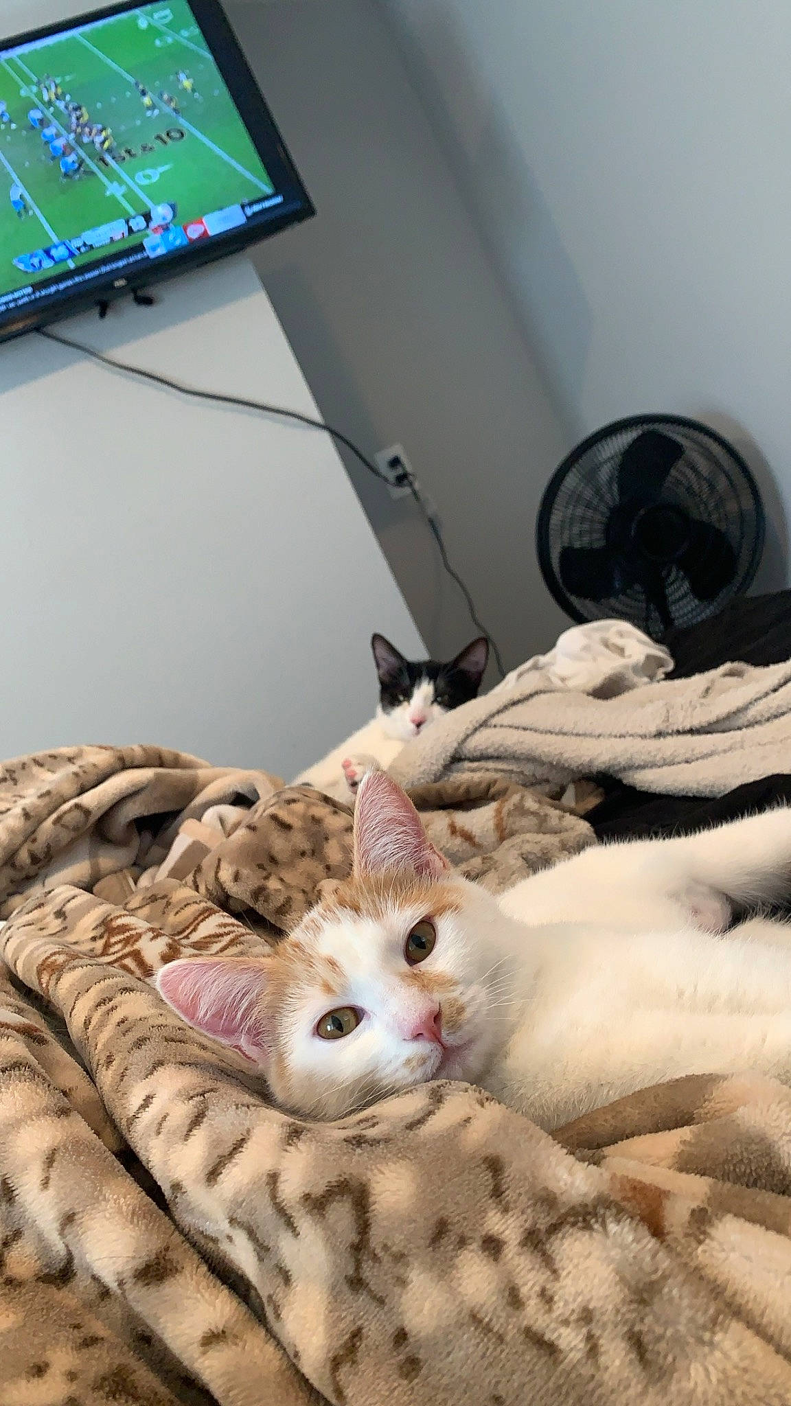 Peaches is registered to the contest to win money with this photo: bed, carnivore, cat, comfort, couch, display_device, domestic_short_haired_cat, fawn, felidae, fur, gadget, linens, mechanical_fan, room, small_to_medium_sized_cats, snout, tail, television, whiskers, wood