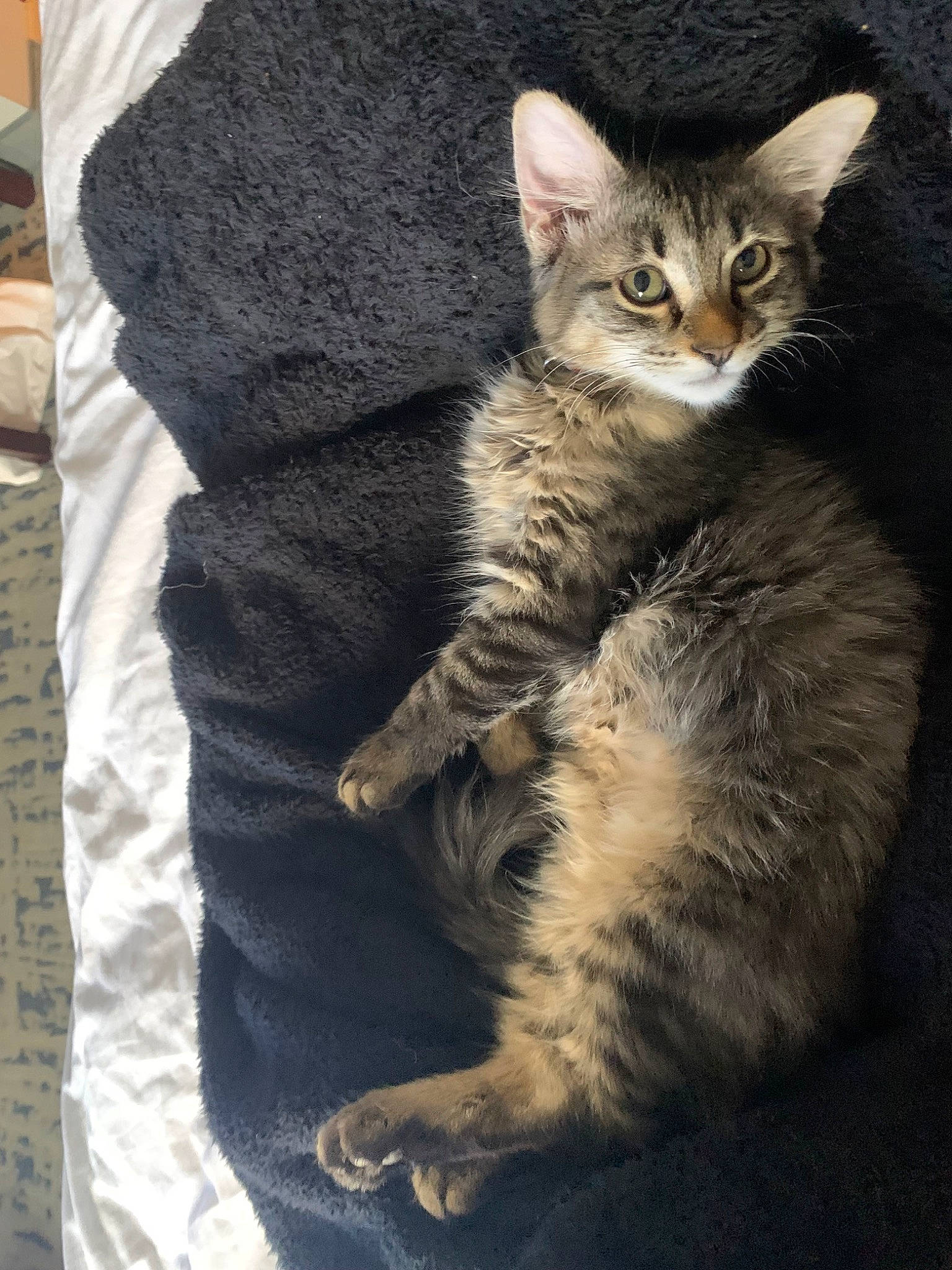 Berry joined the competition — help win amazing prizes! carnivore, cat, claw, domestic_short_haired_cat, felidae, foot, fur, paw, sitting, small_to_medium_sized_cats, snout, tail, terrestrial_animal, whiskers, wildlife