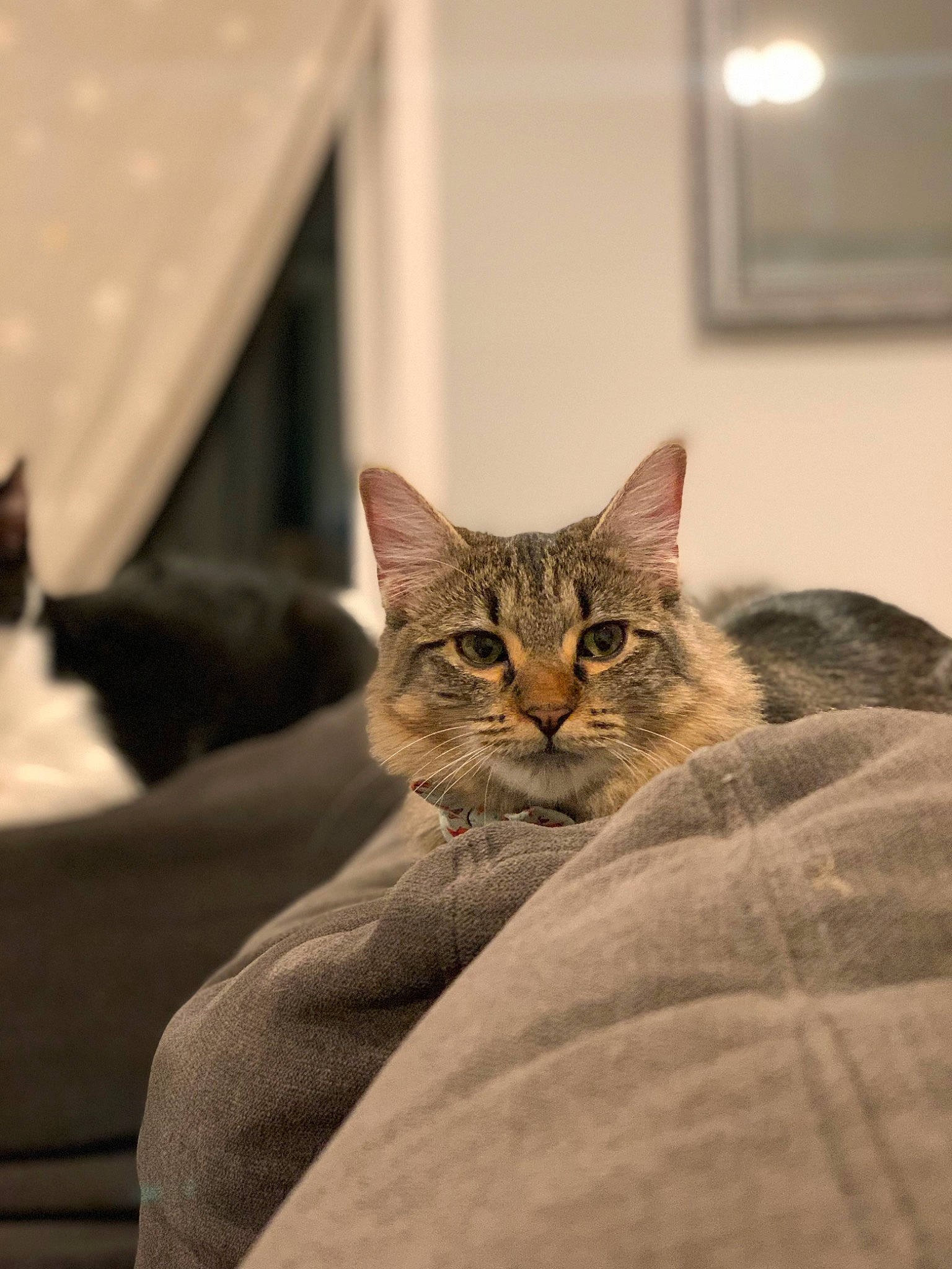 Berry joined the competition — help win amazing prizes! carnivore, cat, claw, comfort, domestic_short_haired_cat, felidae, fur, linens, paw, room, small_to_medium_sized_cats, snout, tail, terrestrial_animal, tree, whiskers, wildlife, window, wood