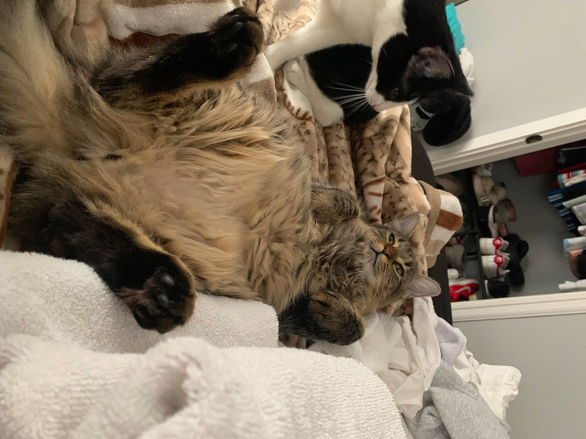 Berry is registered to the contest to win money with this photo: carnivore, comfort, companion_dog, dog_breed, domestic_short_haired_cat, fawn, felidae, fur, fur_clothing, linens, paw, room, small_to_medium_sized_cats, snout, sporting_group, stuffed_toy, tail, toy, whiskers, working_animal