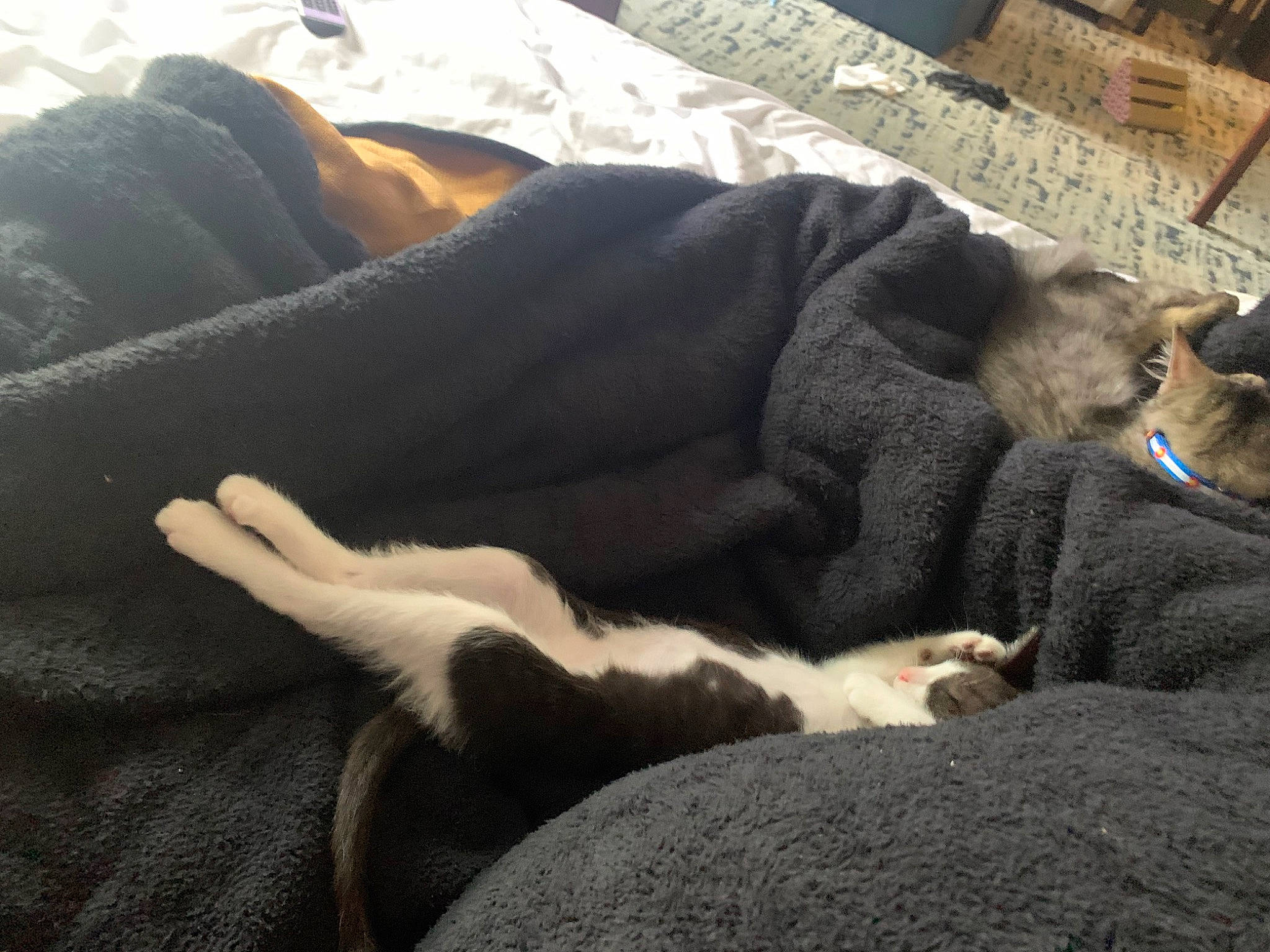 Beans is registered to the contest to win money with this photo: carnivore, cat, comfort, companion_dog, dog_breed, domestic_short_haired_cat, fawn, felidae, fur, grey, human_leg, linens, nap, paw, small_to_medium_sized_cats, tail, terrestrial_animal, whiskers, wood, working_animal