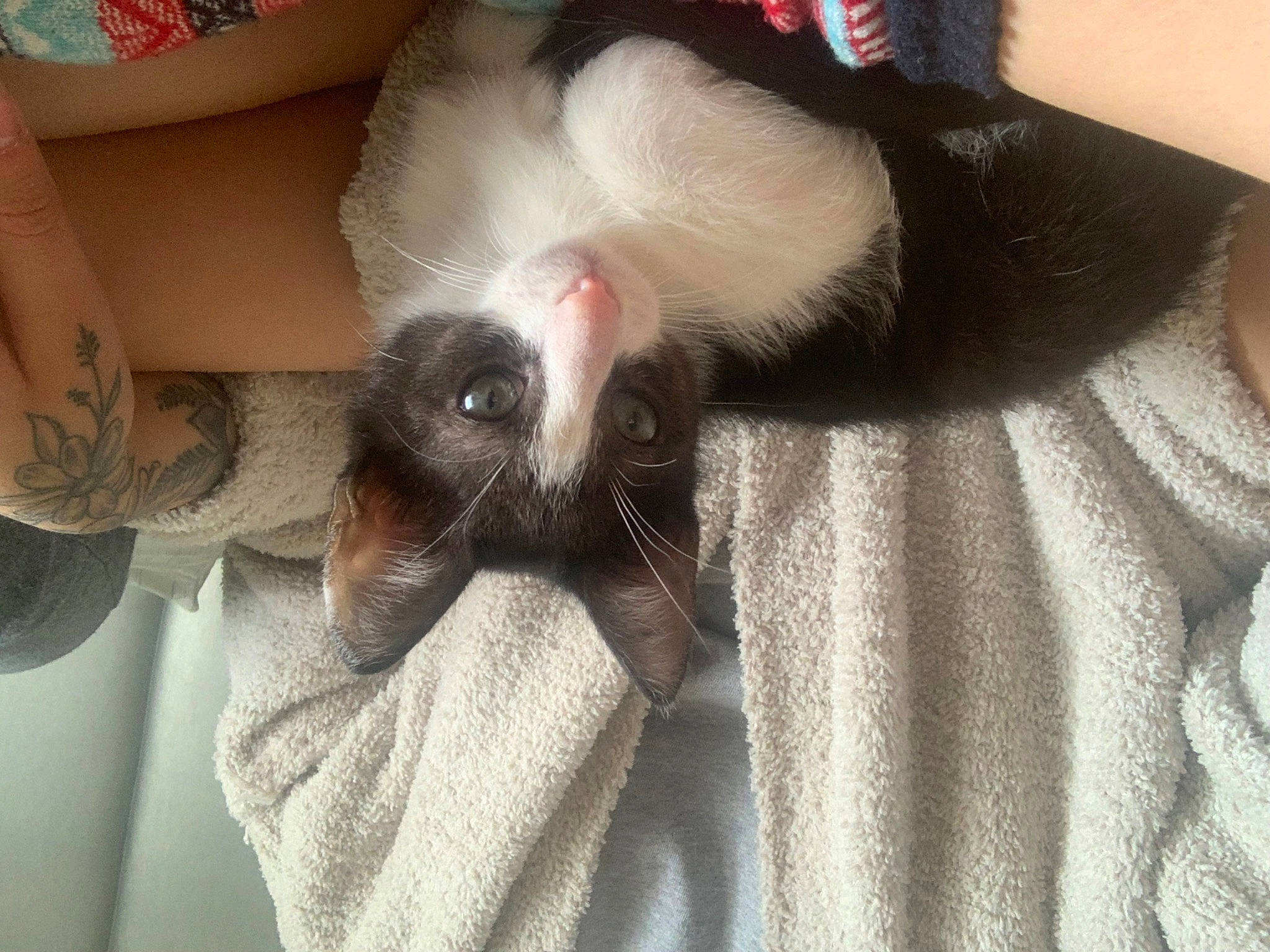 Beans is registered to the contest to win money with this photo: carnivore, cat, claw, comfort, domestic_short_haired_cat, ear, eyelash, fawn, felidae, foot, fur, gesture, grey, leg, nail, paw, small_to_medium_sized_cats, snout, tail, whiskers