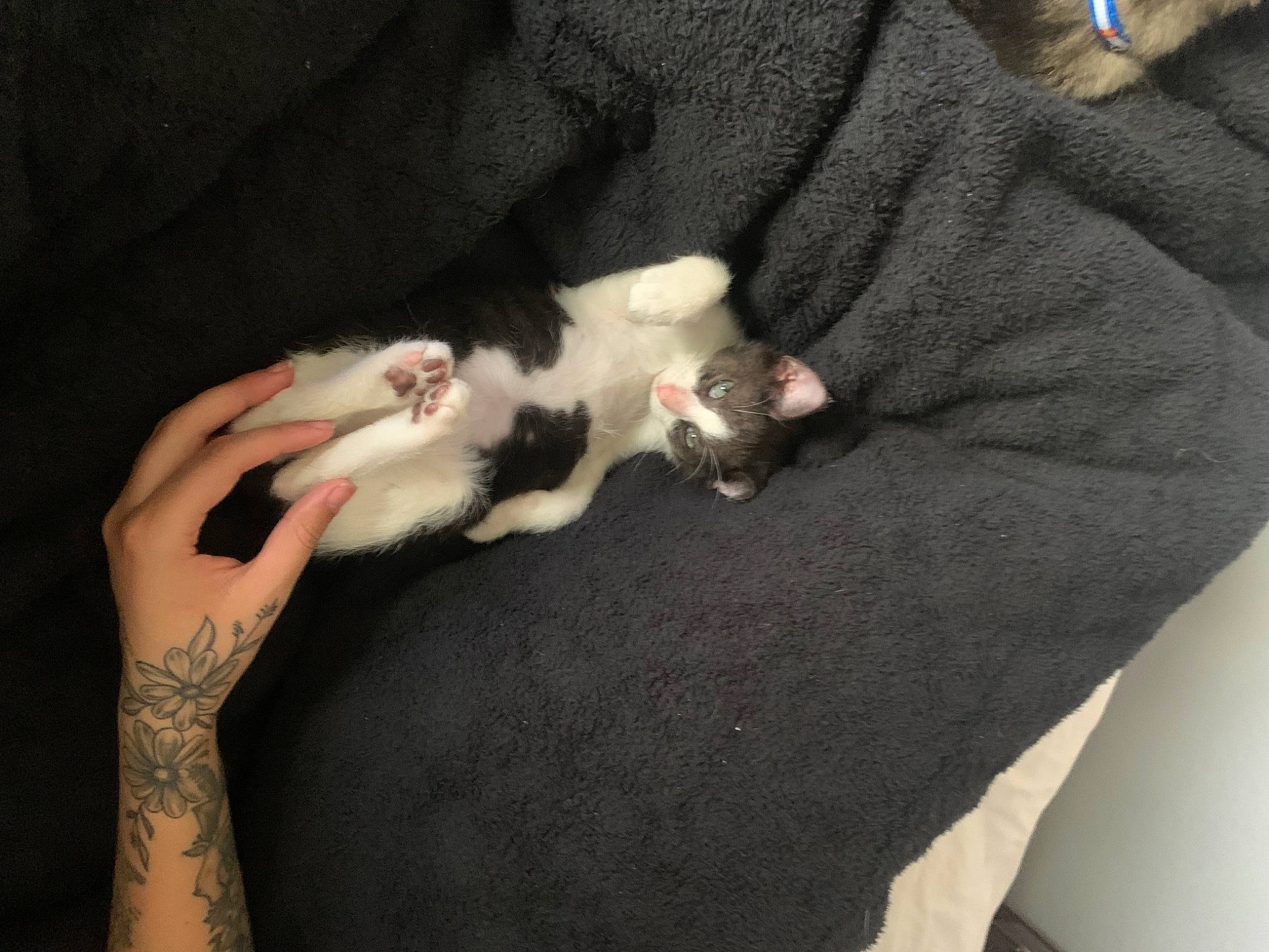 Beans is registered to the contest to win money with this photo: canidae, carnivore, claw, comfort, companion_dog, dog_breed, fawn, felidae, ferret, fur, muridae, muroidea, mustelidae, paw, rat, rodent, small_to_medium_sized_cats, sporting_group, tail, whiskers