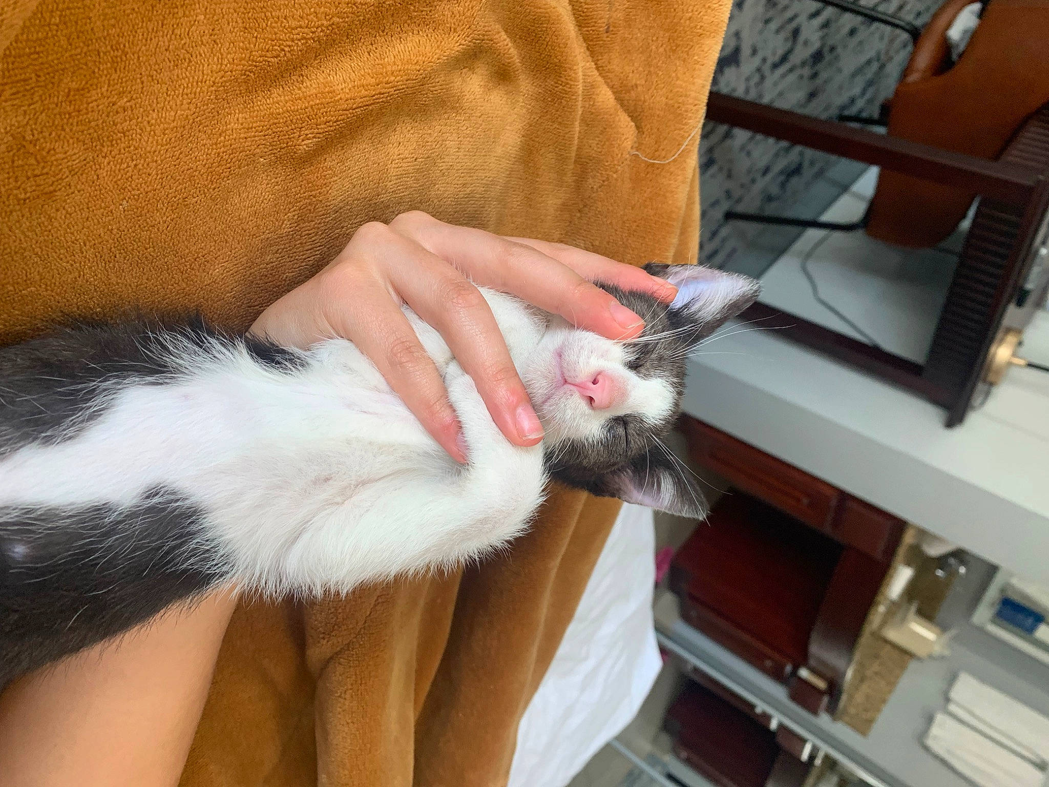 Beans joined the competition — help win amazing prizes! canidae, carnivore, cat, claw, comfort, felidae, foot, fur, gesture, human_leg, lap, nail, paw, small_to_medium_sized_cats, sporting_group, whiskers, wrist