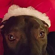 .midnight is registered to the contest to win money with this photo: animal, baby, bulldog, canine, clothing, couch, cushion, dog, face, furniture, greatdane, hat, head, homedecor, hound, labradorretriever, person, pet, puppy, snout