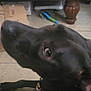 .midnight joined the competition — help win amazing prizes! animal, architecture, building, canine, coffeetable, desk, dog, drawer, furniture, greatdane, hound, indoors, labradorretriever, livingroom, pet, pointer, puppy, room, table, wood