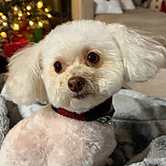 Penny joined the competition — help win amazing prizes! dog, white_dog, small_dog, pet, blanket, indoor, living_room, christmas_tree, holiday_decorations, festive, cozy, fur, cute, groomed, collar, decor, lights, ornaments, seated, curious