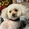 dog, white_dog, small_dog, pet, blanket, indoor, living_room, christmas_tree, holiday_decorations, festive, cozy, fur, cute, groomed, collar, decor, lights, ornaments, seated, curious