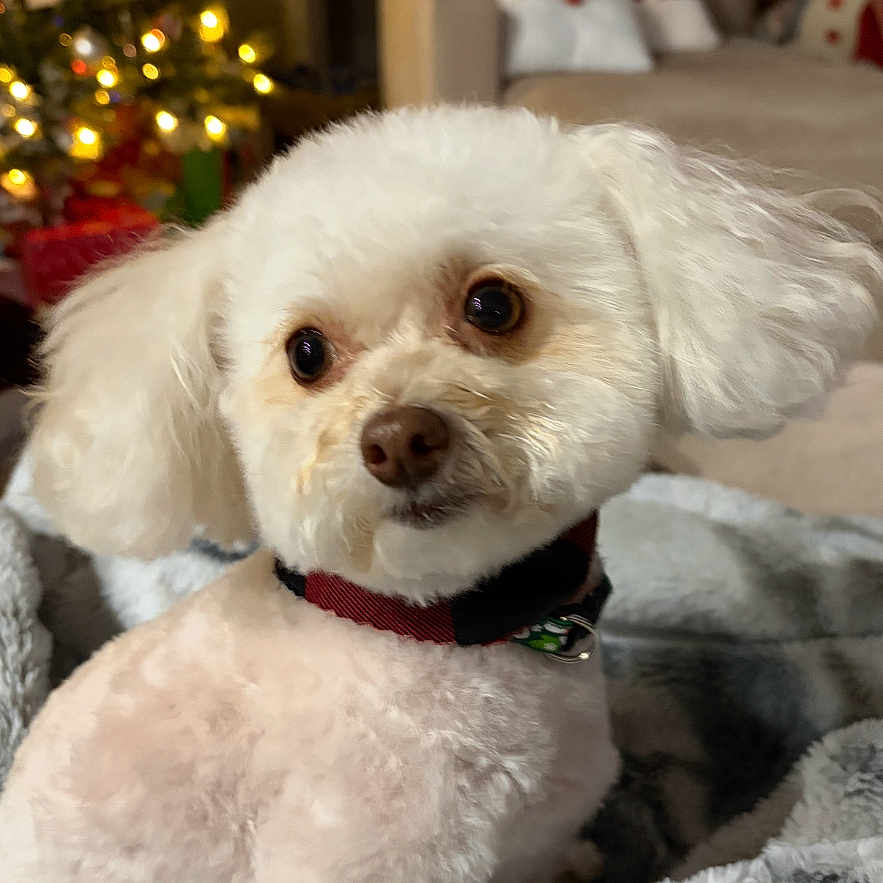 Penny