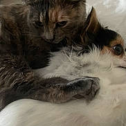 Ulysse participe au concours pour gagner de l'argent avec cette photo : cat, cats, feline, long_hair, calico, tabby, brown_fur, white_fur, fluffy, sleeping, cuddling, resting, indoor, bed, bedding, close_up, pet, whiskers, ears, cozy