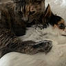 cat, cats, feline, long_hair, calico, tabby, brown_fur, white_fur, fluffy, sleeping, cuddling, resting, indoor, bed, bedding, close_up, pet, whiskers, ears, cozy