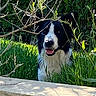 Twister participe au concours pour gagner de l'argent avec cette photo : dog, black_and_white, grass, garden, greenery, sunlight, pet, outdoor, nature, happy, animal, canine, face, fur, playful, leaves, bush, daylight, snout, tongue