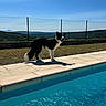 animal, backdrop, blue_sky, border_collie, canine, daytime, dog, fence, grass, landscape, nature, outdoor, pet, pool, shadow, sky, standing, sunlight, sunny, water