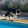 Twister a rejoint le concours — aidez-le/la à gagner de superbes lots ! dog, border_collie, pool, water, sidewalk, stone_wall, plants, sunlight, shadow, outdoor, pet, animal, summer, potted_plant, tongue, walking, reflection, daylight, nature, canine