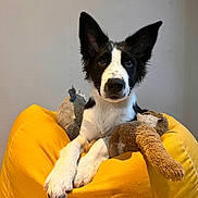 Twister participe au concours pour gagner de l'argent avec cette photo : dog, black_and_white, bean_bag, yellow, plush_toy, indoor, pet, cute, animal, canine, furry, ears_up, resting, looking_at_camera, cozy, soft_toys, domestic, mammal, companion, adorable