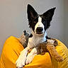 adorable, animal, bean_bag, black_and_white, canine, companion, cozy, cute, dog, domestic, ears_up, furry, indoor, looking_at_camera, mammal, pet, plush_toy, resting, soft_toys, yellow