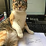 Kiki a rejoint le concours — aidez-le/la à gagner de superbes lots ! cat, desk, computer, keyboard, monitor, paper, office, indoor, curious, pet, animal, feline, tabby, white_paws, whiskers, close_up, sitting, workstation, technology, writing