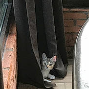 Kiki participe au concours pour gagner de l'argent avec cette photo : kitten, cat, curious, curtain, brick_wall, window, indoor, floor, tile_floor, peeking, pet, animal, feline, small, cute, whiskers, ears, fur, domestic, cozy