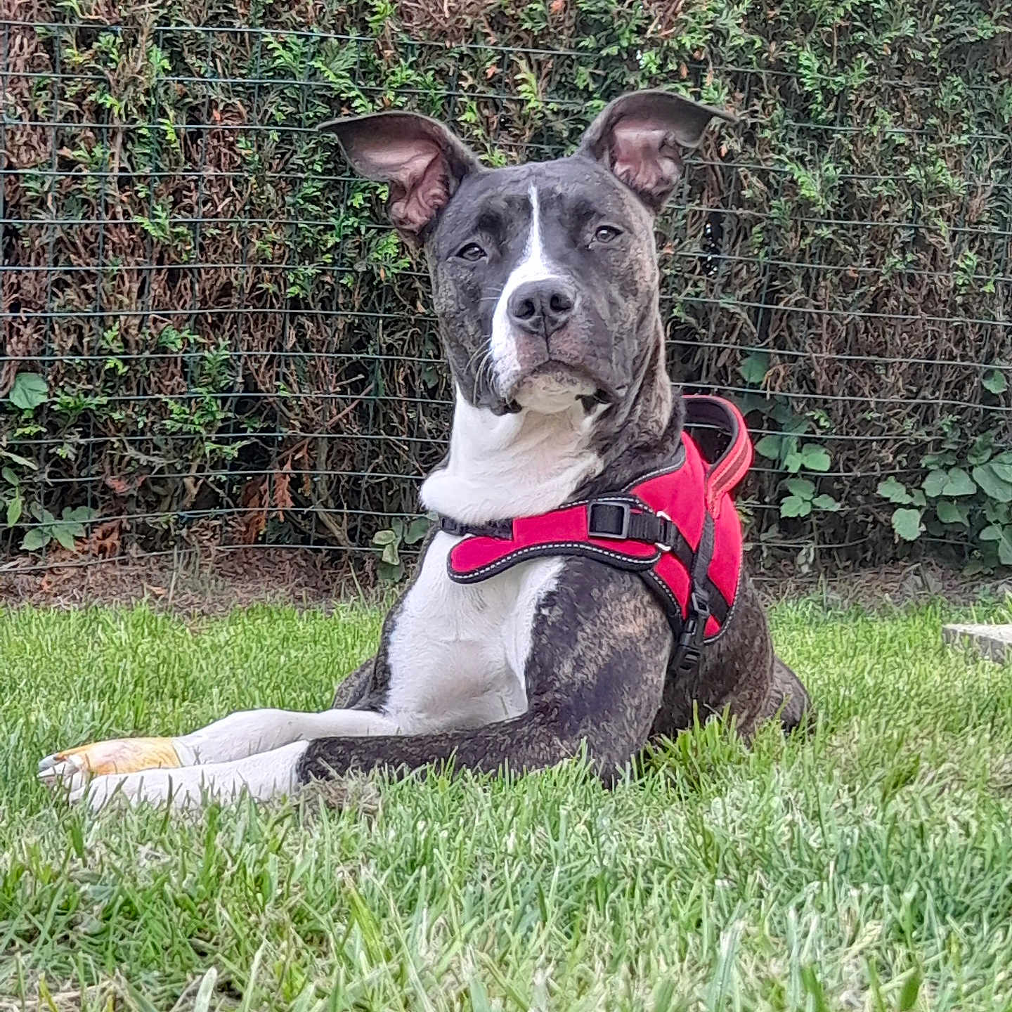 Keisia participe au concours pour gagner de l'argent avec cette photo : animal, ball, boxer, bulldog, canine, dog, football, grass, lawn, nature, outdoors, pet, plant, puppy, rock, soccer, soccerball, sport, tree, vegetation