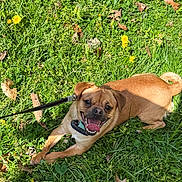 Carter is registered to the contest to win money with this photo: dog, brown_dog, grass, leash, dandelion, happy, tongue_out, smiling, outdoor, sunny, nature, greenery, pet, animal, canine, playful, leaf, small_dog, daylight, park