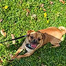 dog, brown_dog, grass, leash, dandelion, happy, tongue_out, smiling, outdoor, sunny, nature, greenery, pet, animal, canine, playful, leaf, small_dog, daylight, park
